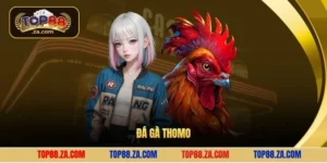 Đá Gà Thomo