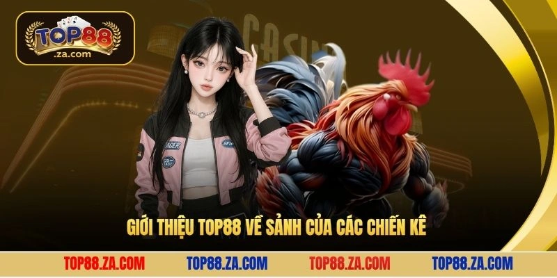 Giới thiệu Top88 về sảnh của các chiến kê 